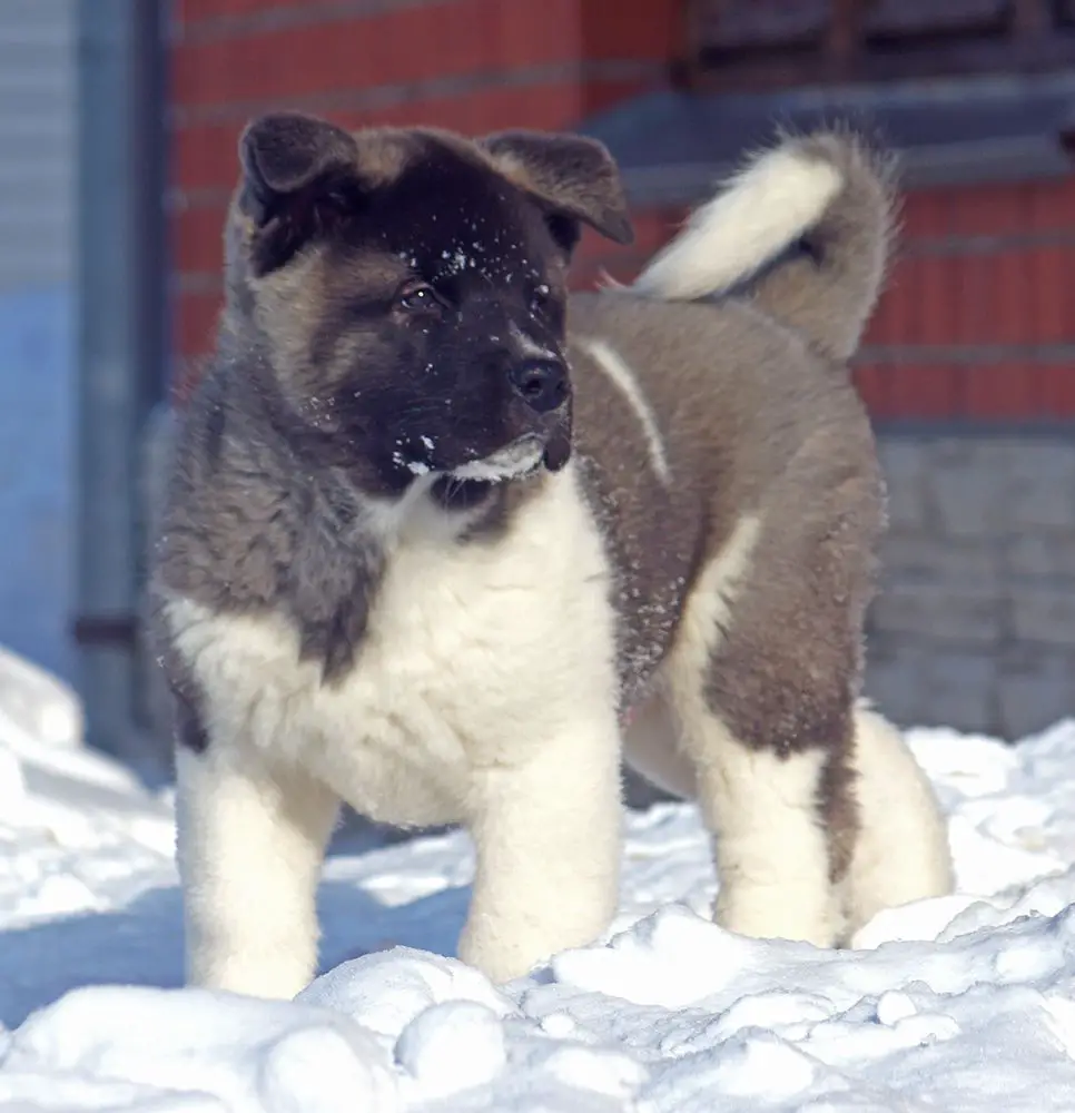 Siberian Hunter OCEAN BLUE