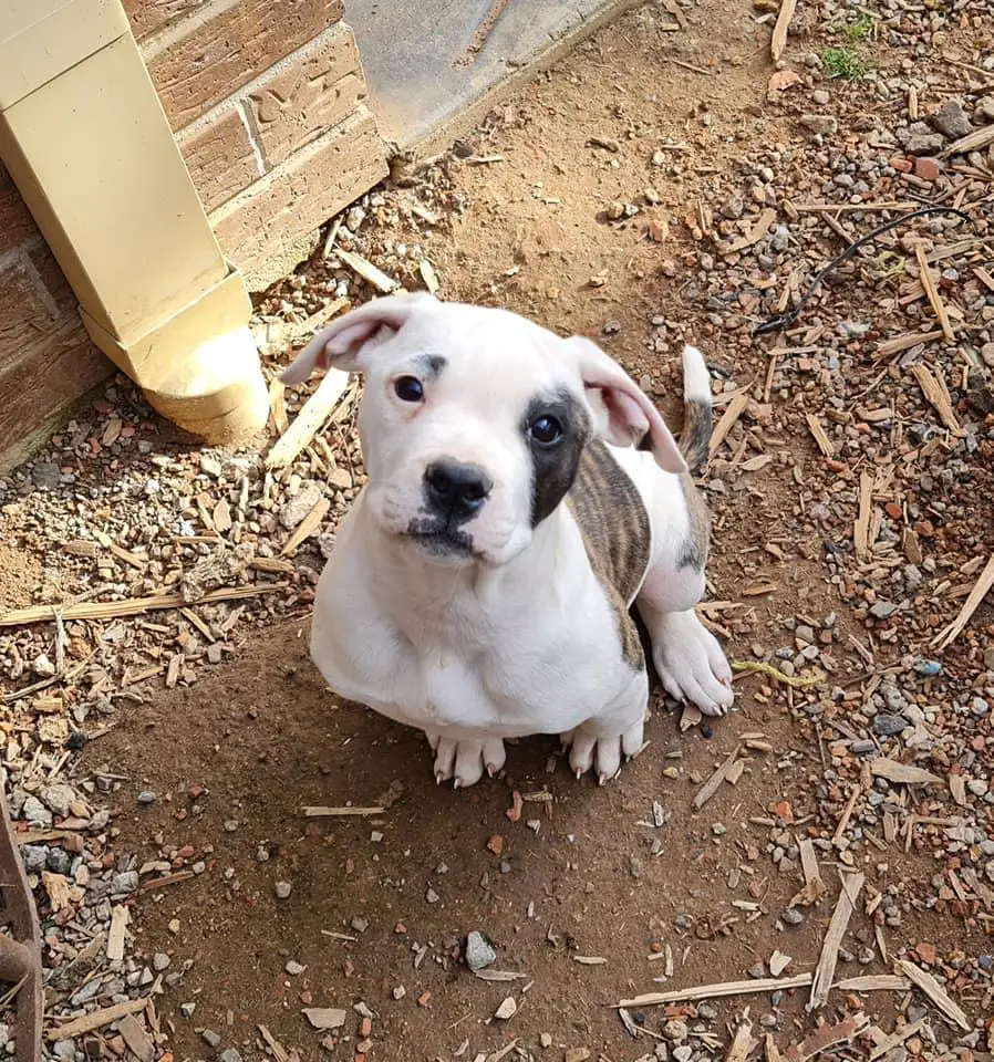 Southside's Sunset Boulevard