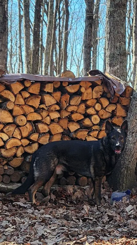 Coal An Laoch