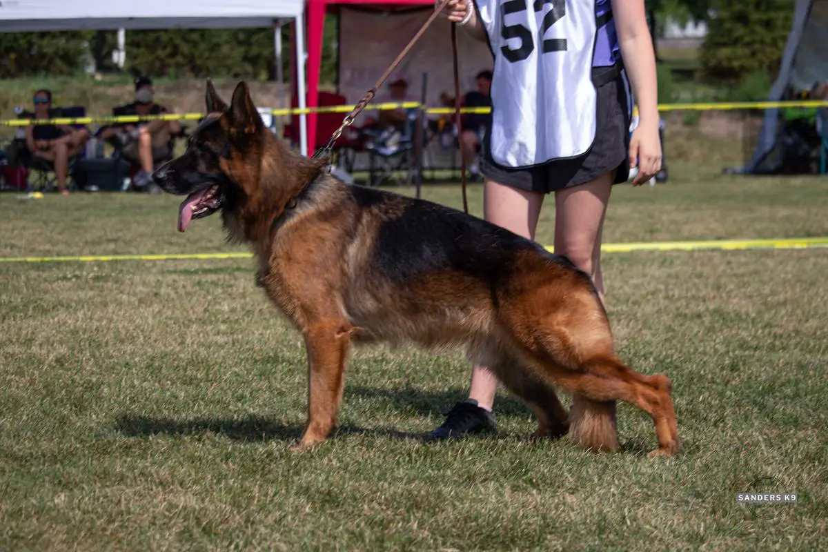 10xSG1 Stovan vom Hohlen Huegel