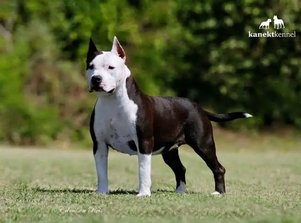 OPRAH WINFREY DO AMERICAN PRIDE