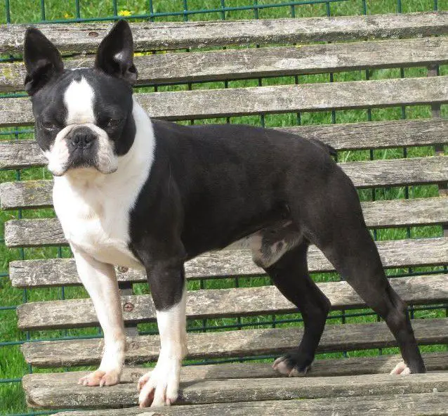 WYNDSONG'S STAN GETZ