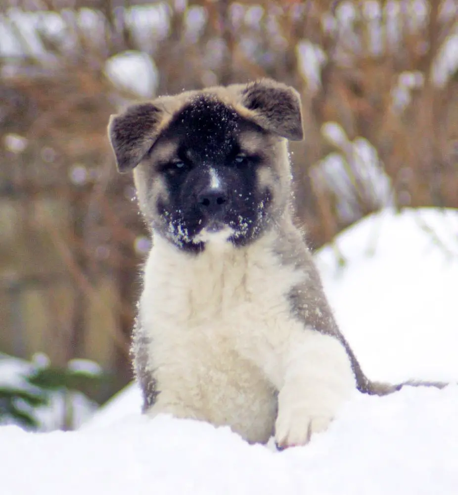 Siberian Hunter ORCO OCEAN