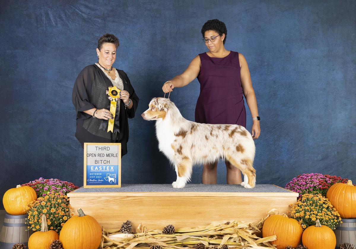 AKC CH Northbay Xsell Show And Tell