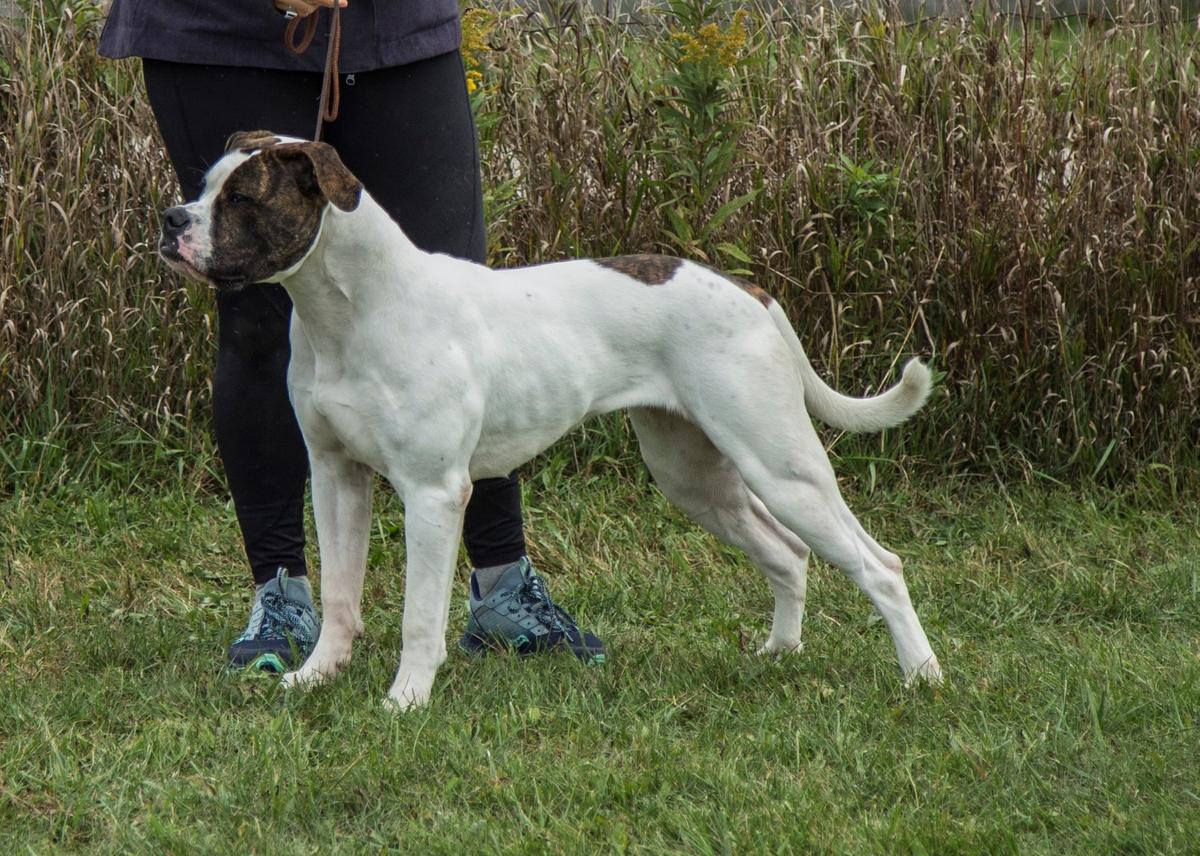 NKC CH/JrCH Roper Fireball Shot