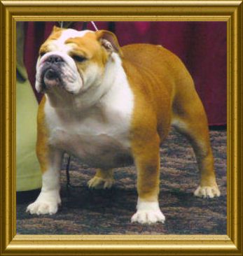 BISS CH (AKC) Little Ponds Dolly