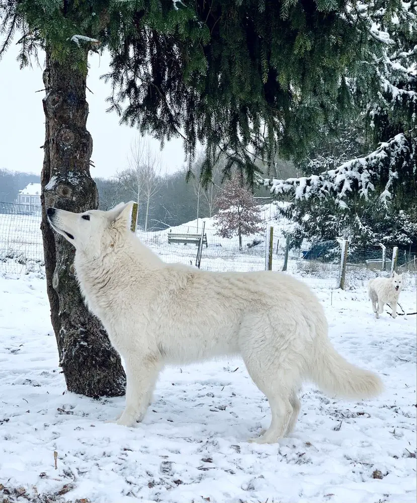 Sirin of Linde's White Wolves