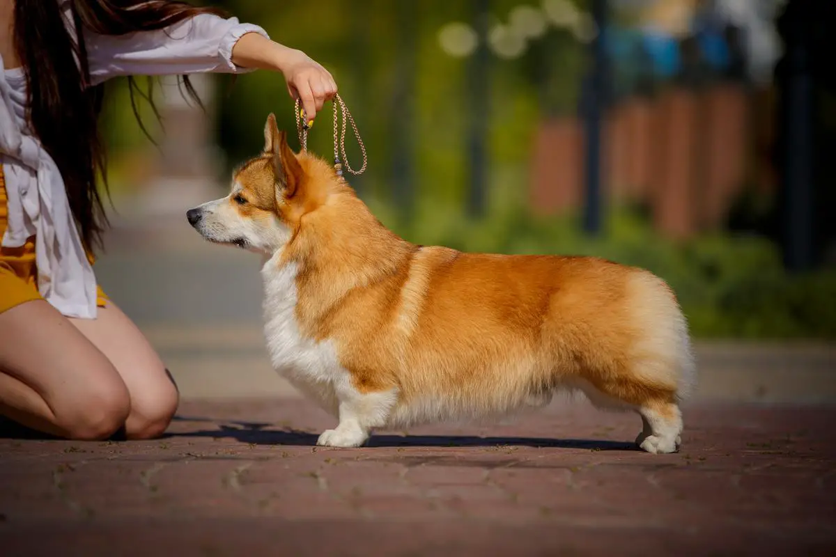 VILGERA STAR BARRIT CHIC