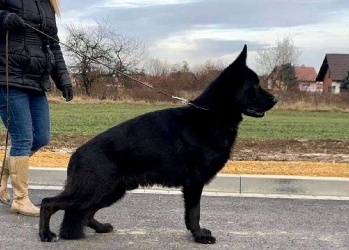 Team Zilber Wasserfall Zerkis