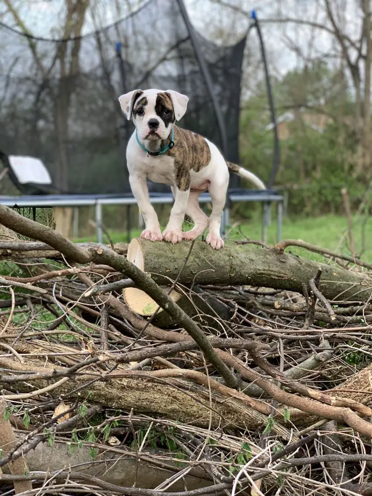 LEK’s Marie Laveau of DogPound