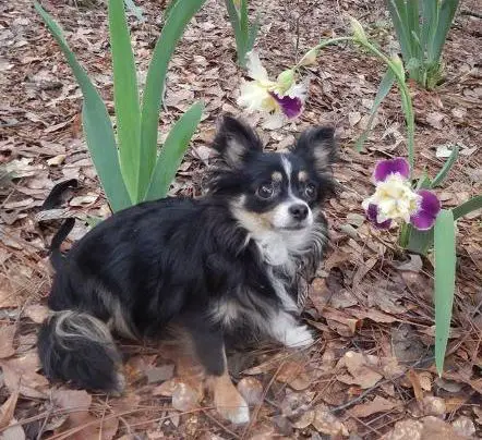 Omegas Foxy Cowgirl Breezing LC