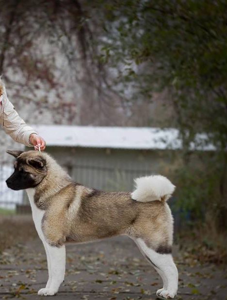 RUS JCH AmFashion Dip Mistery