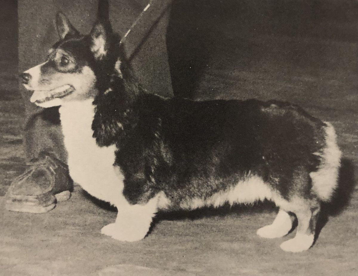 CH Happiharbor Sweet Gypsy Rose