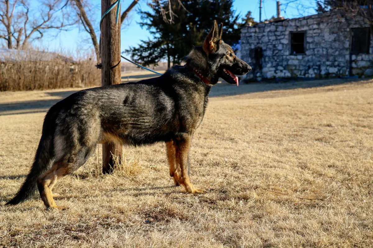 Fritz Von Den Weidefeuer