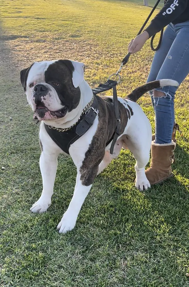 DogPound’s Max