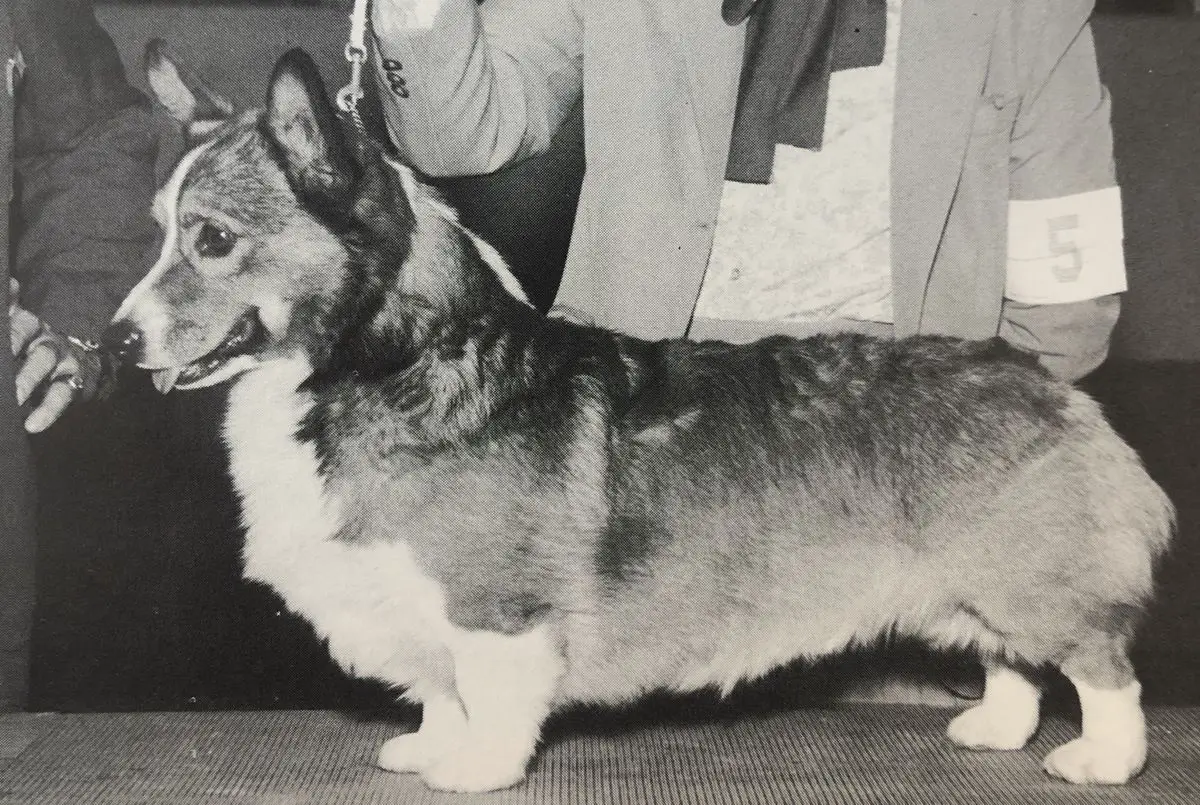 CH Katydid's Seafox Kacey