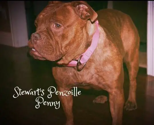 Stewart's Penzoille Penny