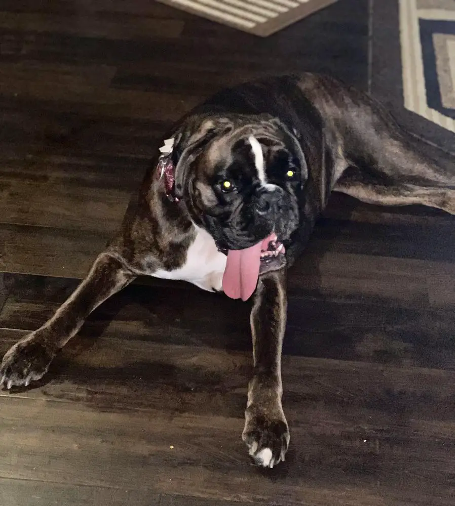 Firefly Vom Himmelbox Scarlett Idontgiveadarnohara