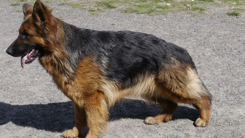 DORA Galicyjski Diament