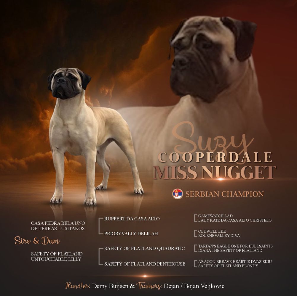 Multi Ch Cooperdale Miss Nugget