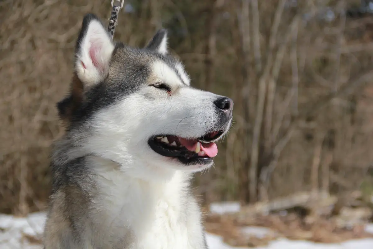 Cdn. Ch. Bearhug's Me and Bobby McGee