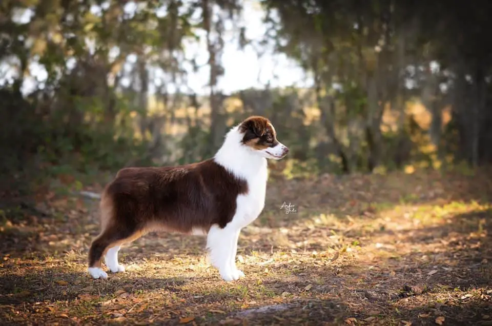 AKC GCHB ARG GCH Barstone Dream In Color