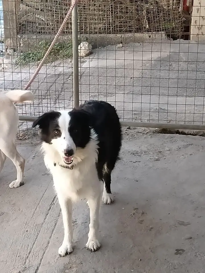 Joli Cropaws Kennel