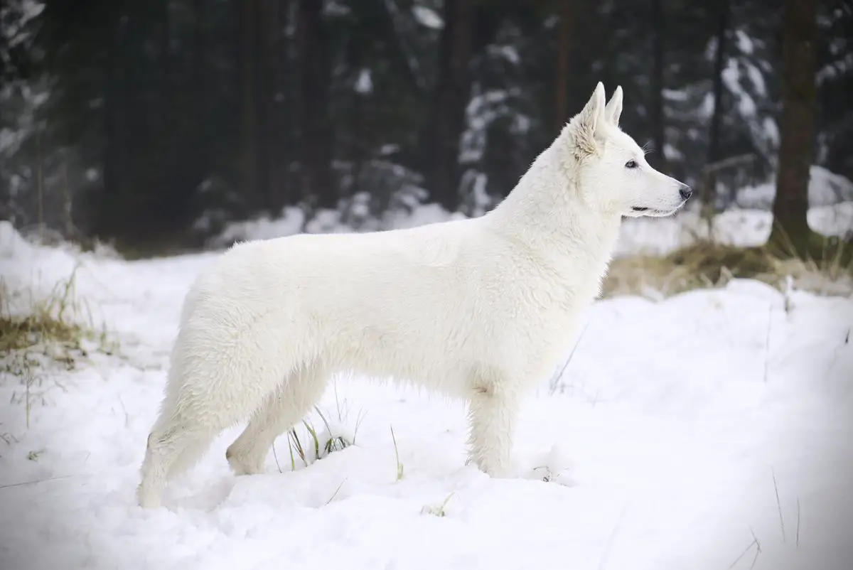 CIB, CH(AT,SLO,HU),WSÖ Universalsieger, Austrian Showwinner Amore Mira of Carinthian Stars