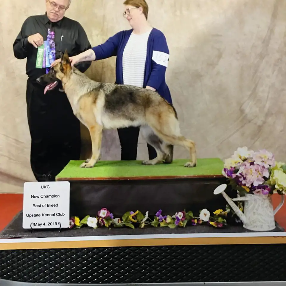 UKC Champion Heavenly Star C&L's Razzle Dazzle