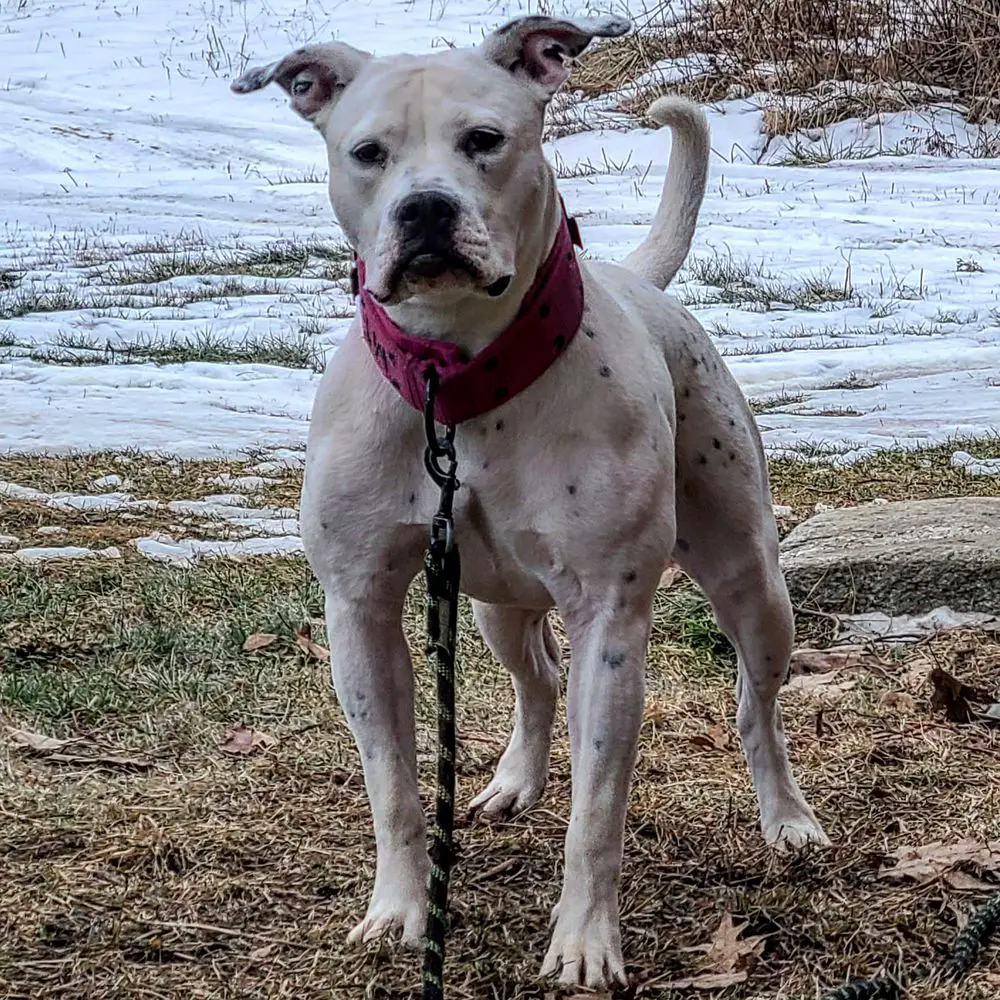 LABK'S KITANA of GSK