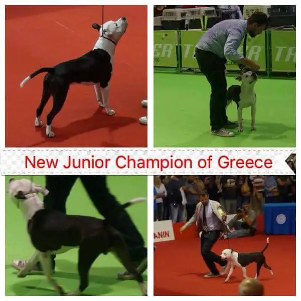 JCh GR Romeo Is Indigo Amstaff