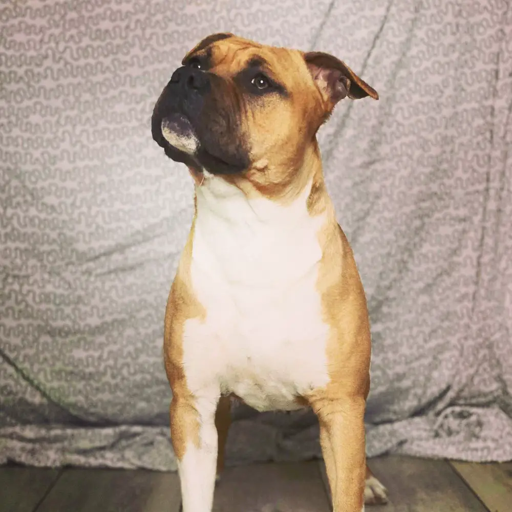 Soulmates Never Die Red Rose Roxi