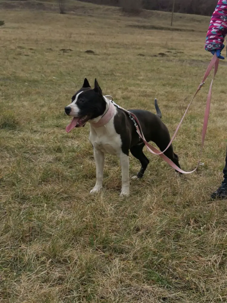 Robustaff New Jersey