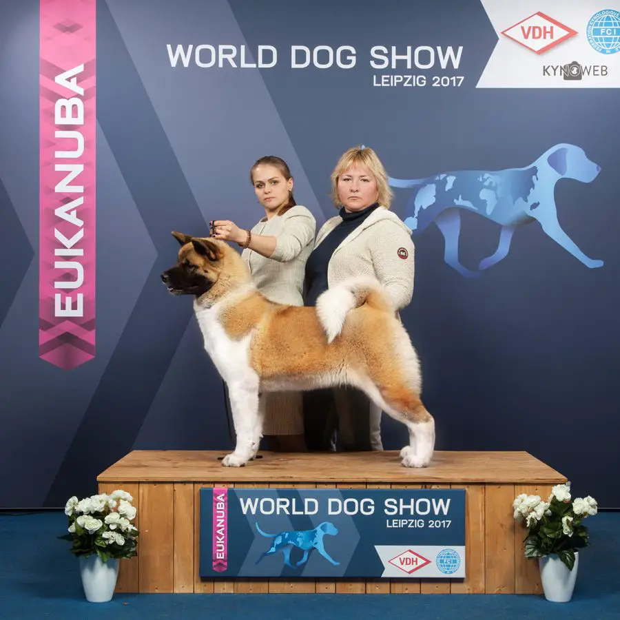 RUS GCH, RUS/RKF/BLR/LT/HU/CLUB CH, RUS JCH Tomo No Kimi Pretty Woman