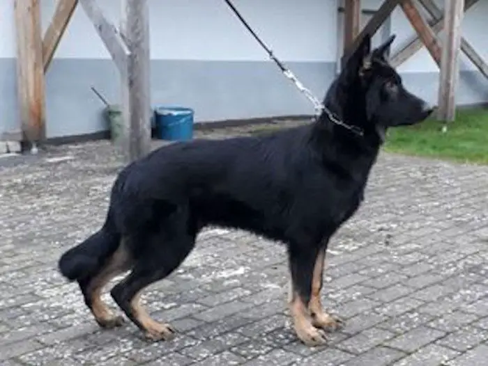 Casper vom Lila Schäferhaus