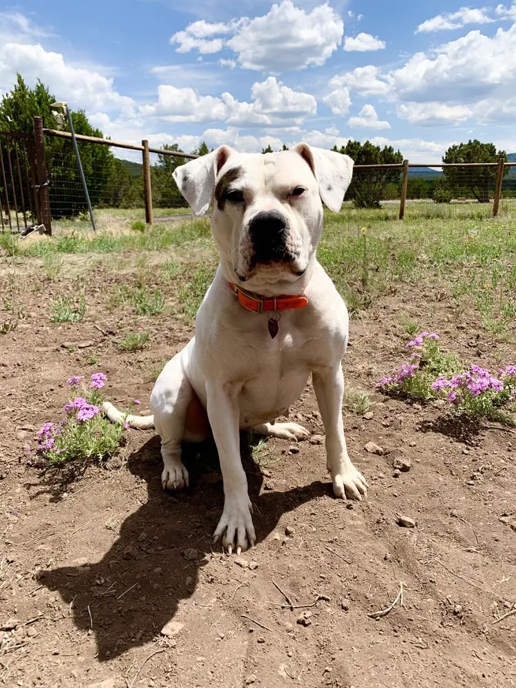 MPKennels Medusas Black Rose of NEK