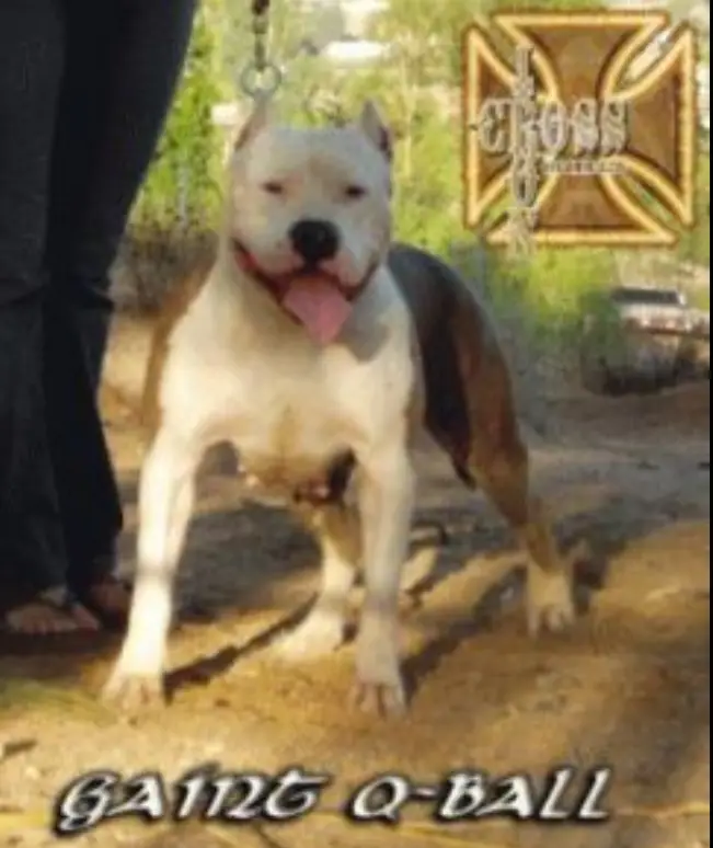 STEELHEAD'S GIANT Q-BALL