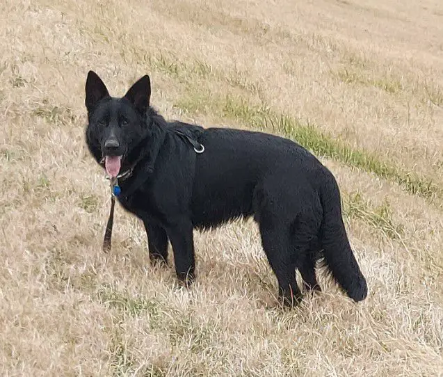 Corporal Zeke vom FOx