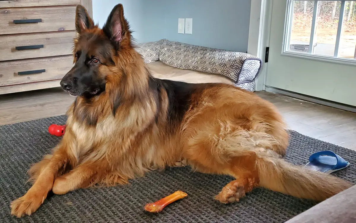 Jarvis Vom St. Michaels-Berg