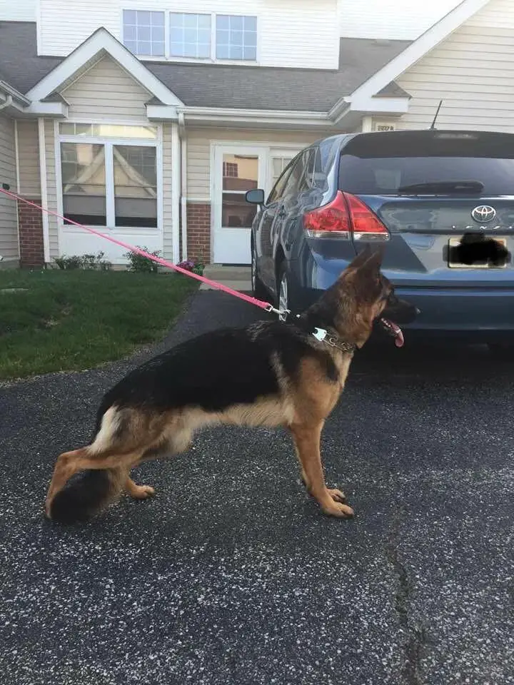 Karamel von der Grafenburg