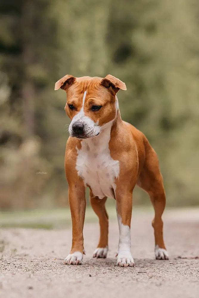 JOKE SMILE STAFF KOMAS