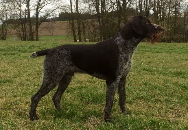 V Nero  von der Hofmark