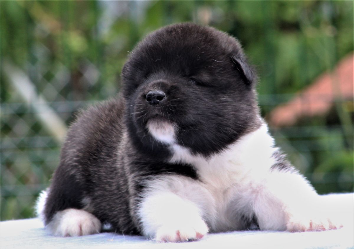 Nayura Rosa Gandalf The Grey