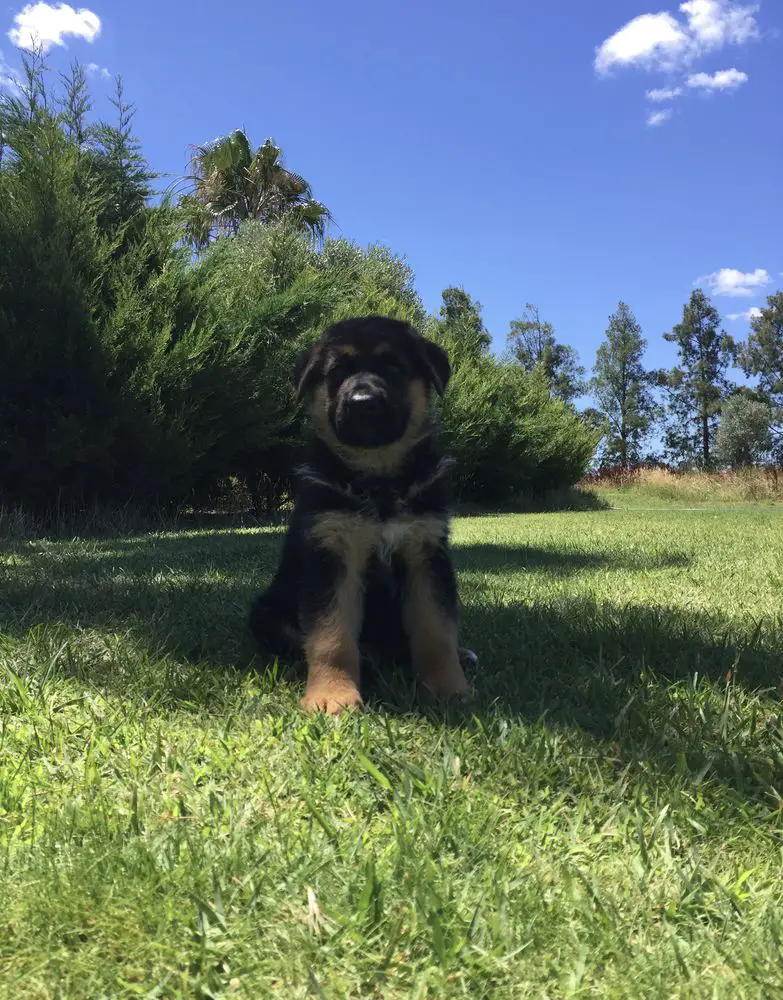 Coby do Pastor do Sul