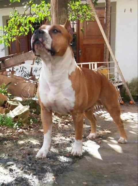 Alpine's Start Spreading News