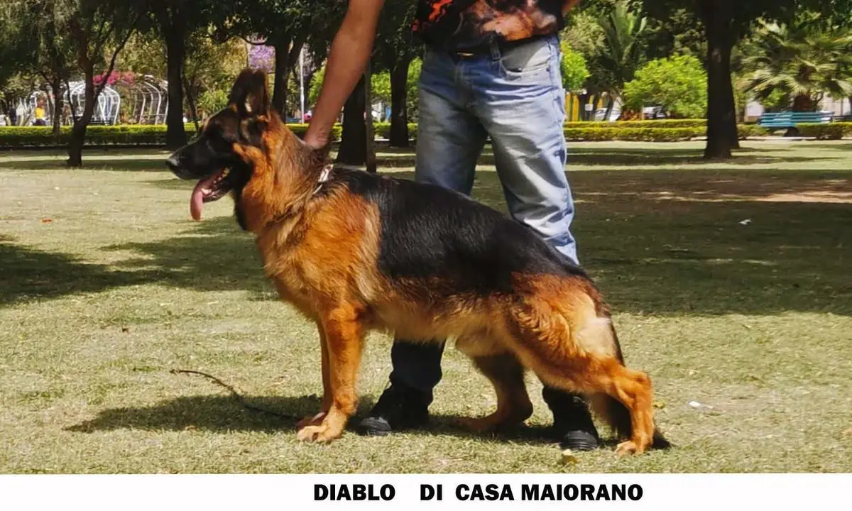 Diablo di casa Maiorano