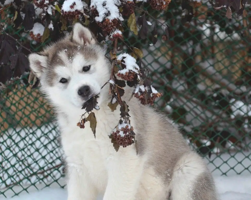 Lana Del Rey Dlya Amuleta Evrazii