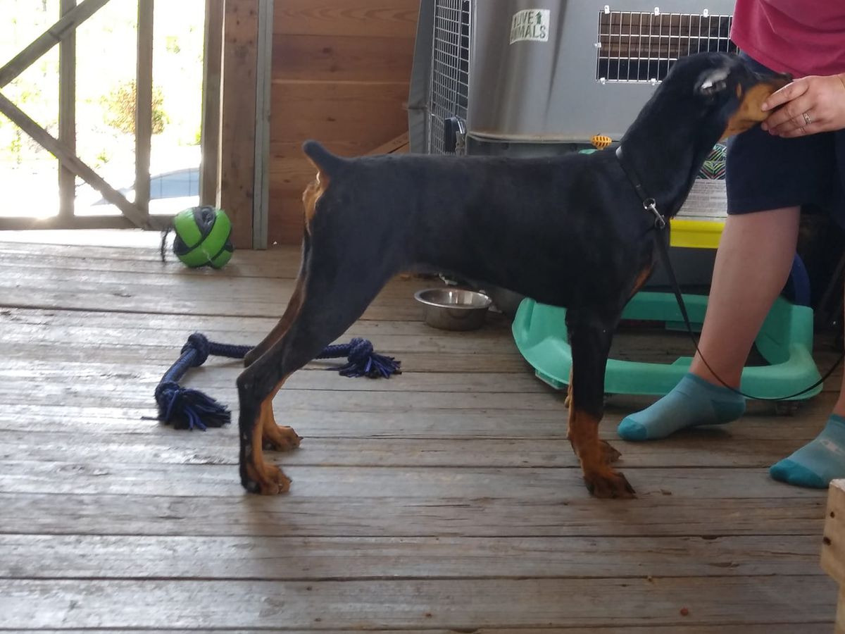 South Paws tenacious Tesla