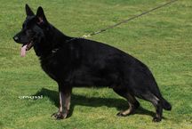 SG Champion von Neo Karthago