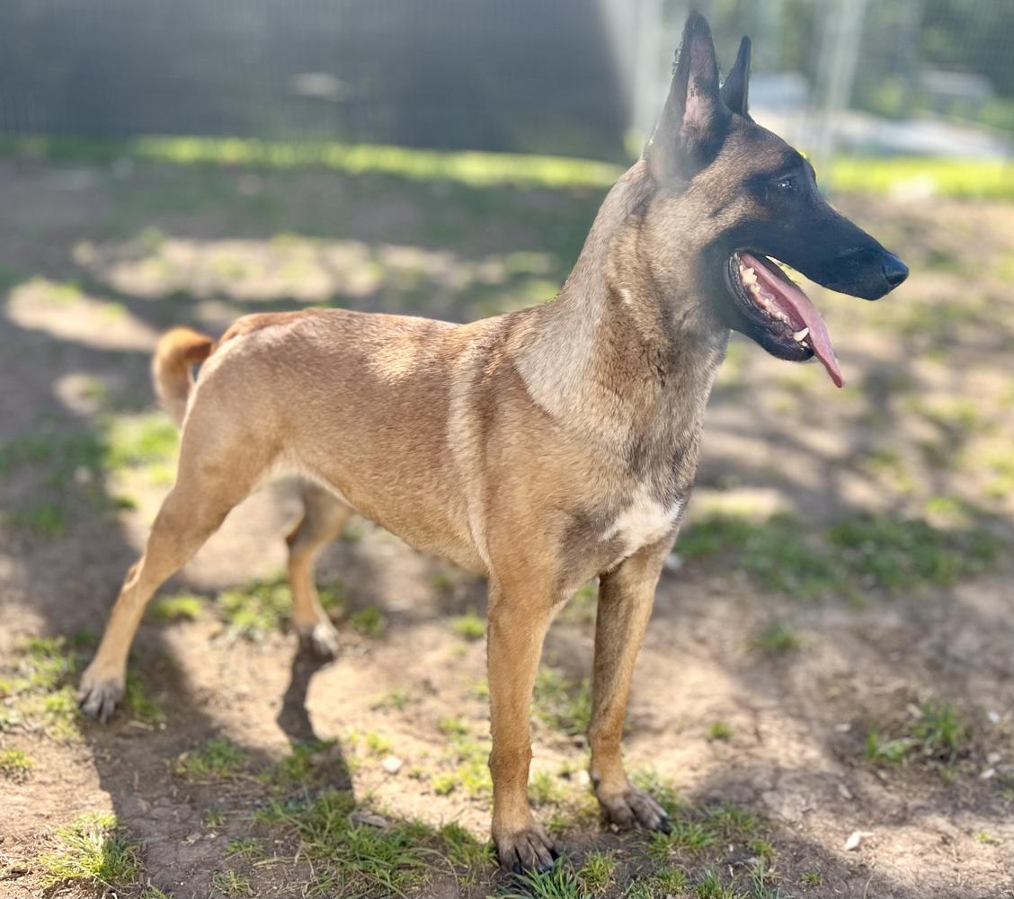 Madhouse's Death Is Upon Us